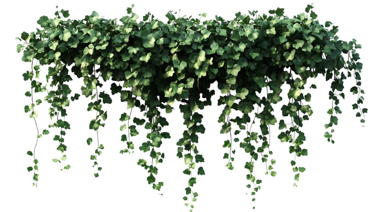 Hanging Green Ivy Vines Cascading Foliage Free PNG