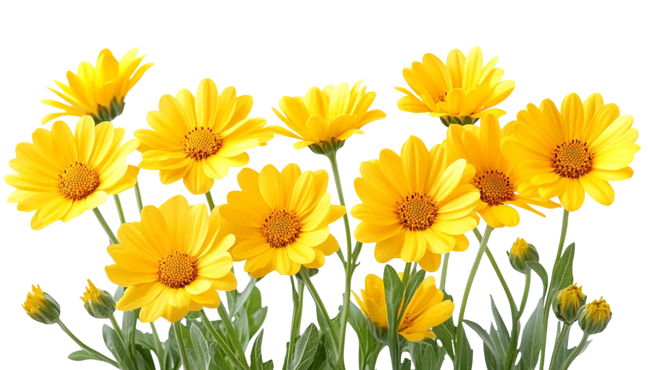 Blooming Yellow Daisy Flowers Garden Bed Border Free PNG