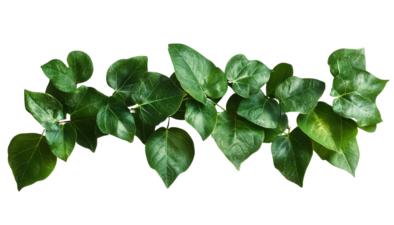 Hanging Green Foliage Vine Branch Top Border Free PNG