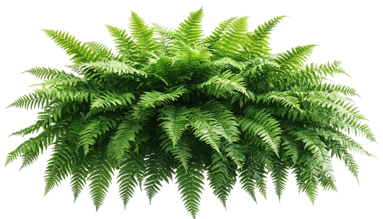 Lush Green Fern Leaves Hanging Garland Border Free PNG