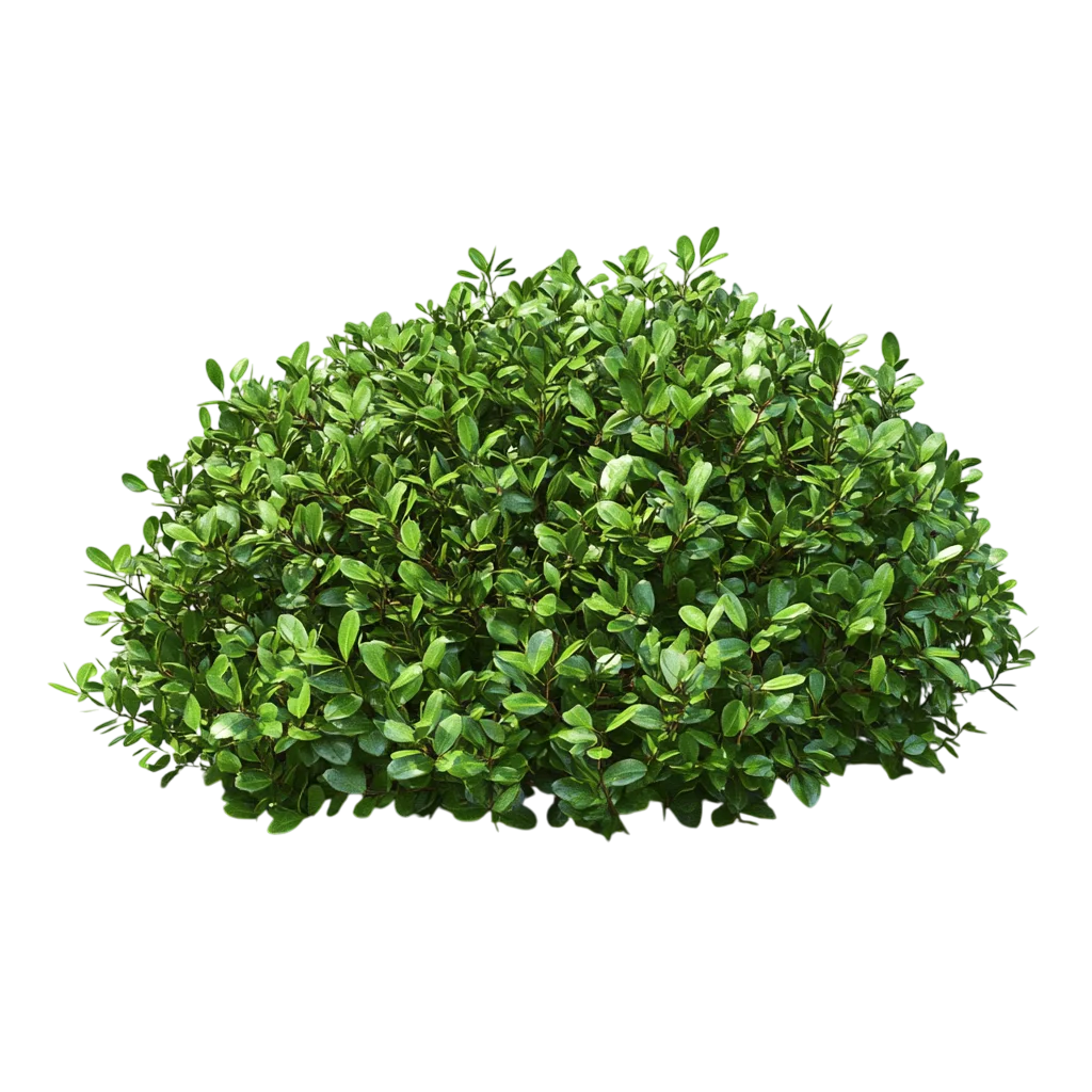 Round Green Garden Shrub Bush Landscape Plant Free PNG