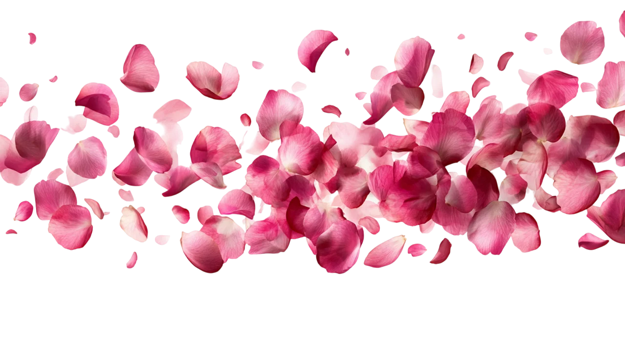 Falling Pink Rose Petals Border Floral Overlay Free PNG