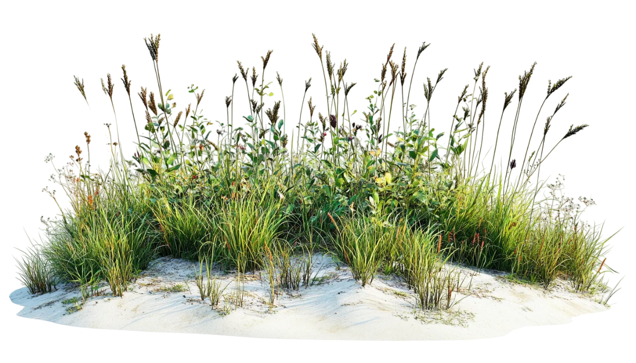 Coastal Dune Grass and Wild Plants Border Free PNG