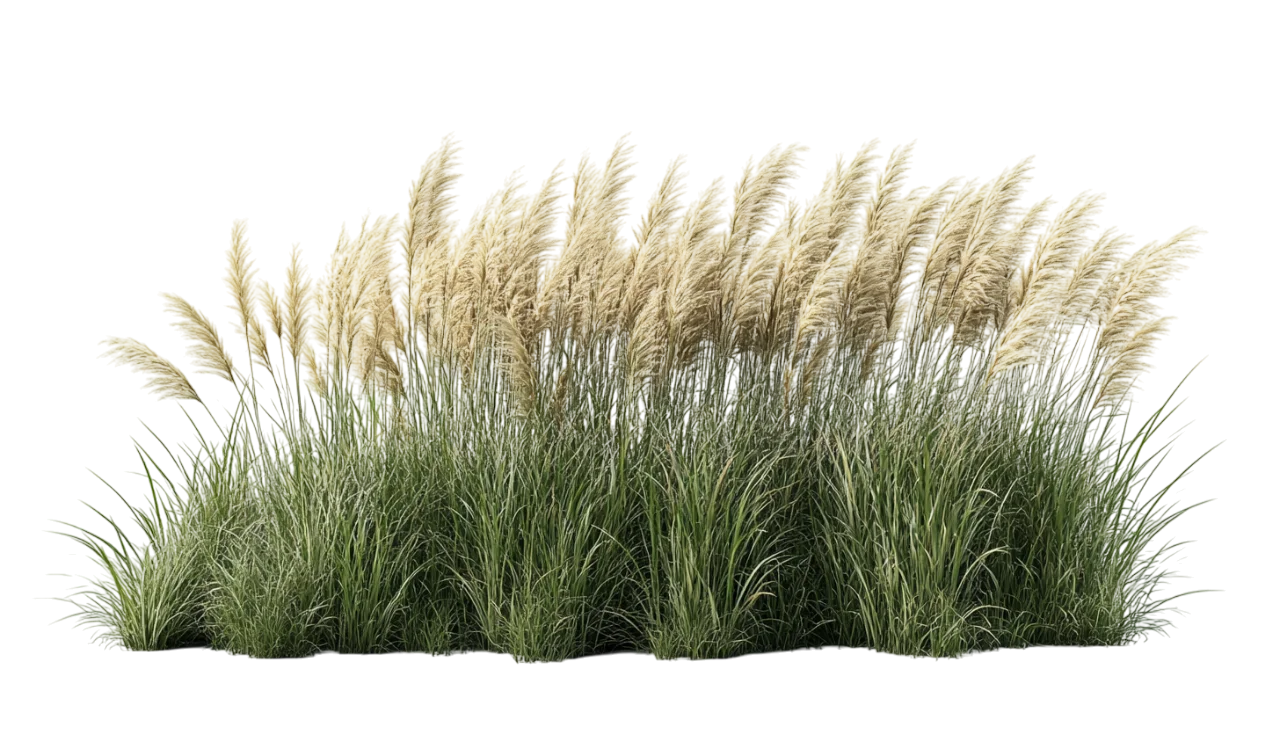 Tall Ornamental Feather Reed Grass Garden Border Free PNG