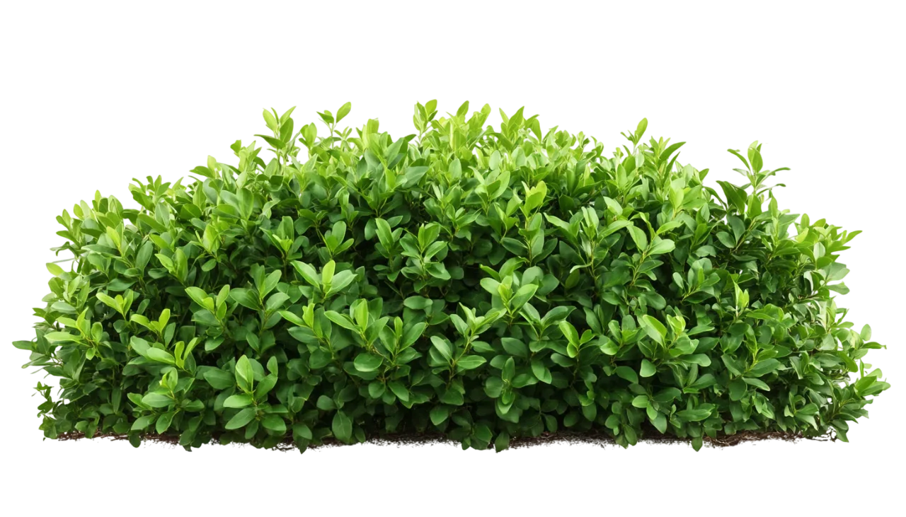 Low Green Boxwood Bush Garden Shrub Hedge Free PNG