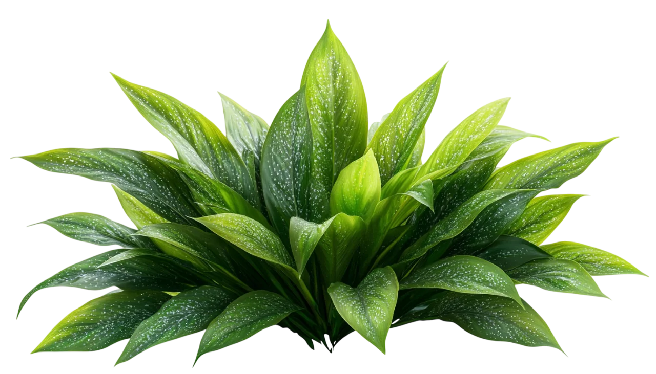 Lush Green Hosta Bush Foliage Landscape Shrub Free PNG