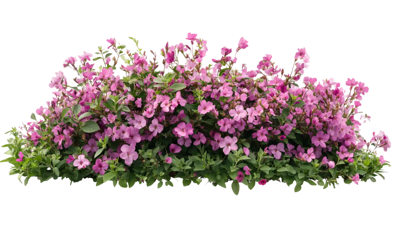 Lush Purple Flowering Hedge Shrub Garden Bed Free PNG