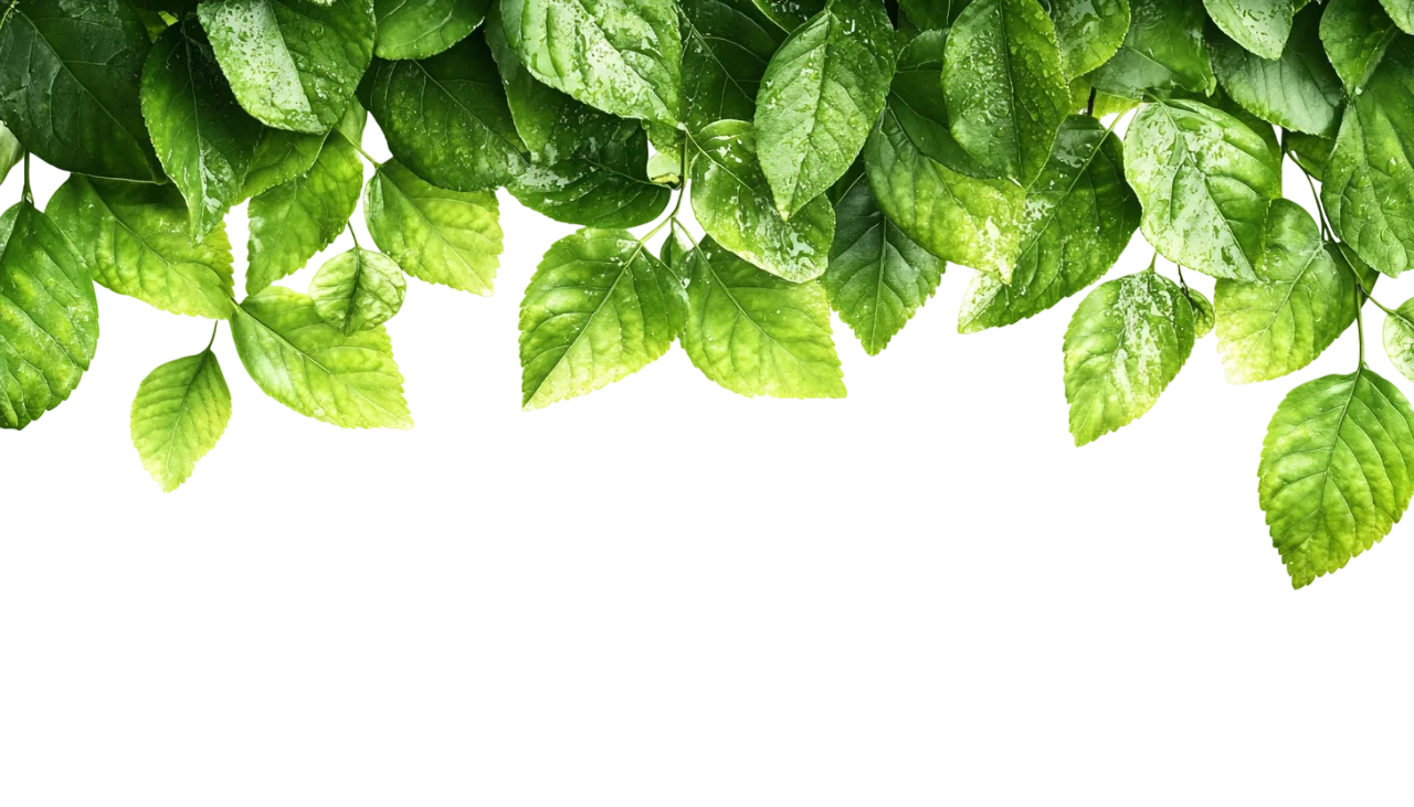 Fresh Green Tree Leaves Hanging Top Border Free PNG