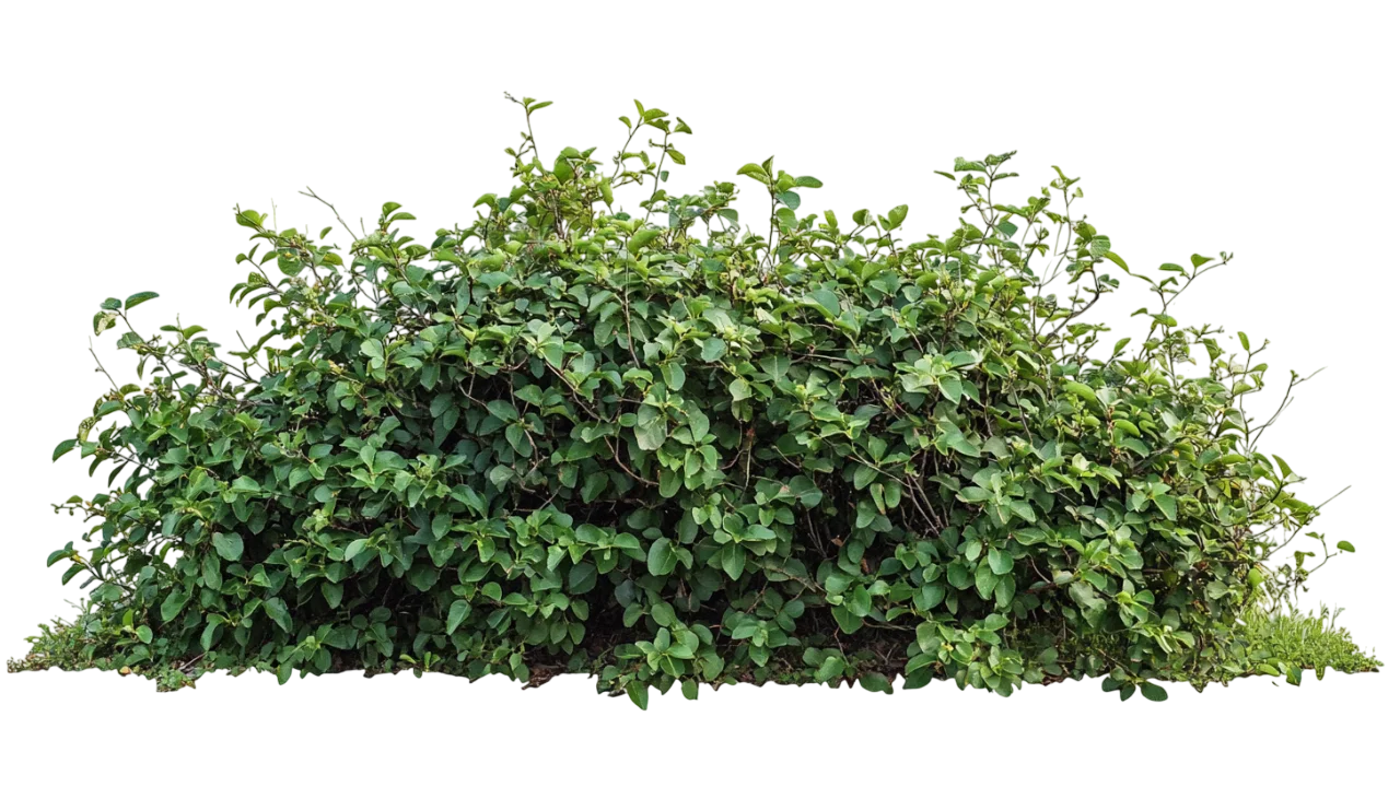 Low Green Garden Shrub Bush Landscape Hedge Free PNG