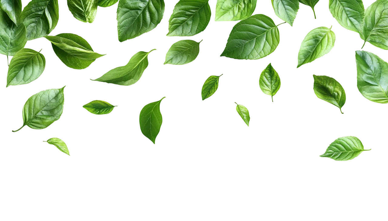Falling Fresh Green Tree Leaves Floating Border Free PNG