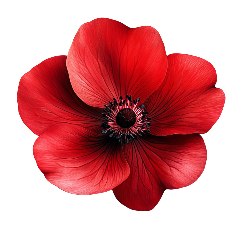 Bright Red Anemone Poppy Flower Head Blossom Free PNG