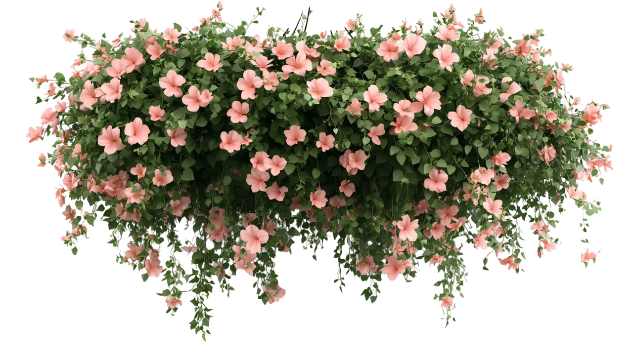 Cascading Pink Begonia Flowers Hanging Planter Free PNG