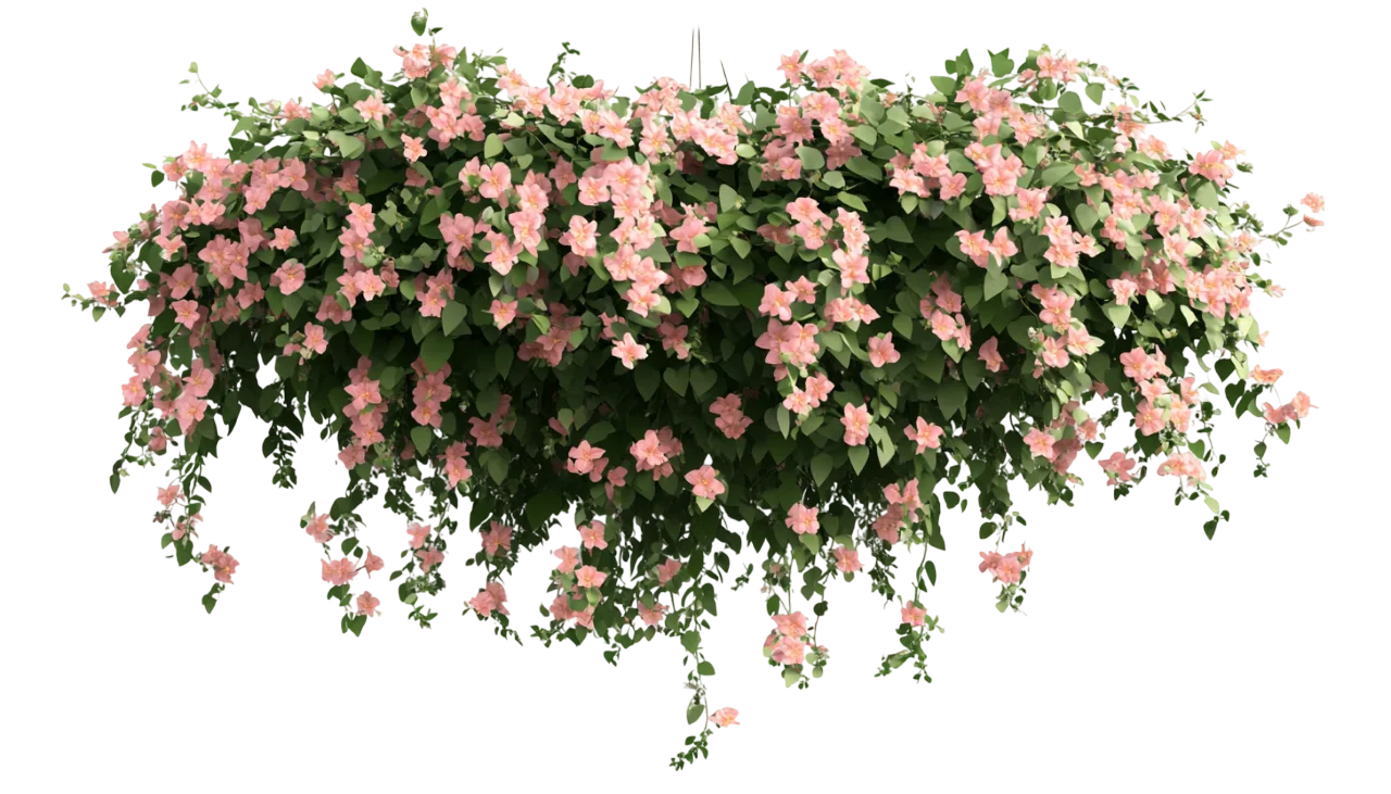 Hanging Pink Petunia Flowers Cascading Bush Free PNG