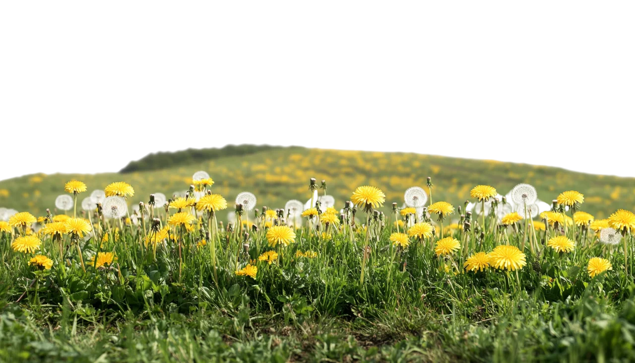 Lush Green Grass Meadow with Yellow Wildflowers Free PNG