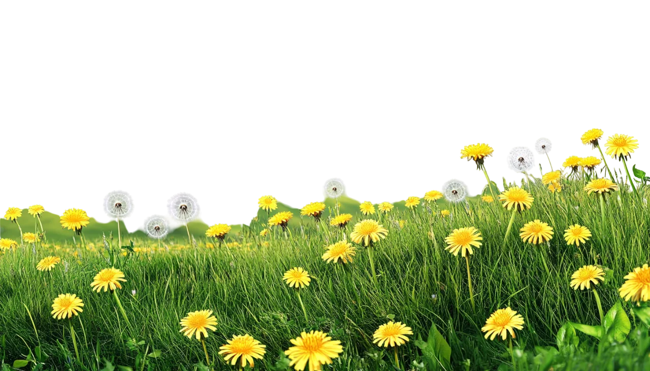 Green Grass Field with Wild Yellow Dandelions Free PNG