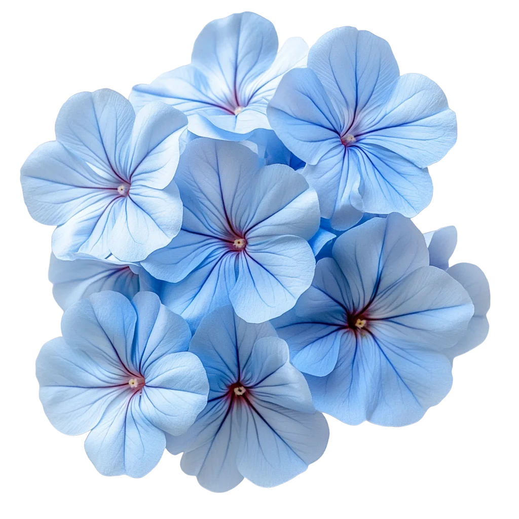 Light Blue Hydrangea Flower Blossoms Bunch Free PNG