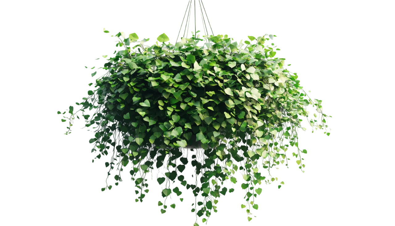 Hanging Green Fern Foliage Bush Potted Plant Free PNG