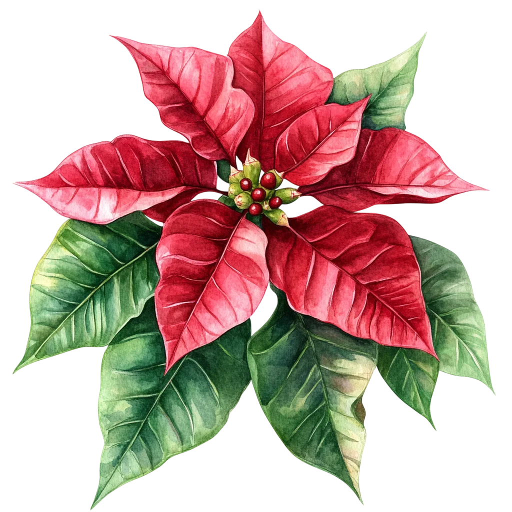 Christmas Red Poinsettia Flower with Foliage Free PNG