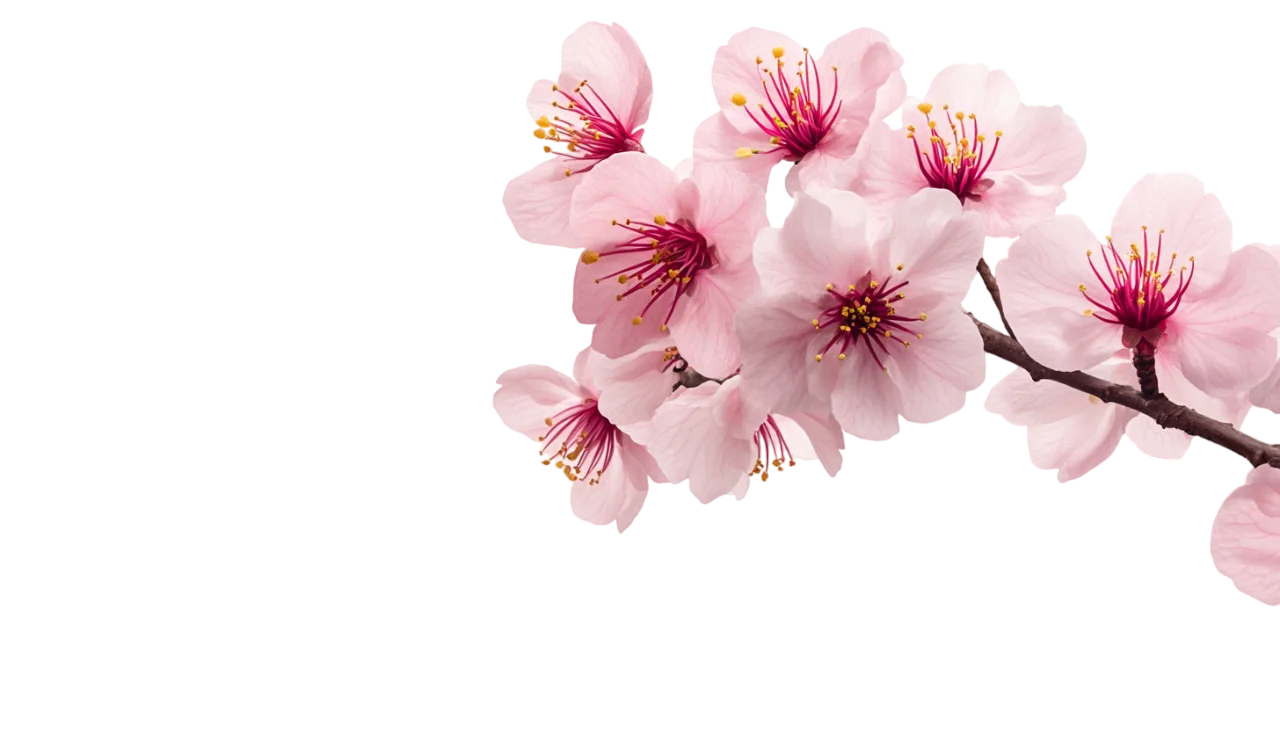 Clustered Pink Cherry Blossom Flowers Sprig Free PNG