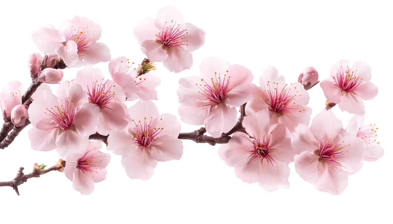 Pink Sakura Cherry Blossom Branches in Bloom Free PNG