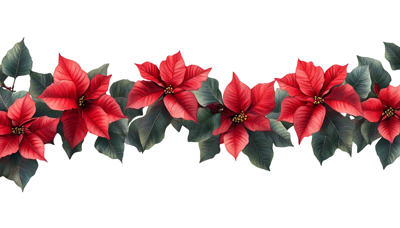 Holiday Red Poinsettia Flower Border Garland Free PNG