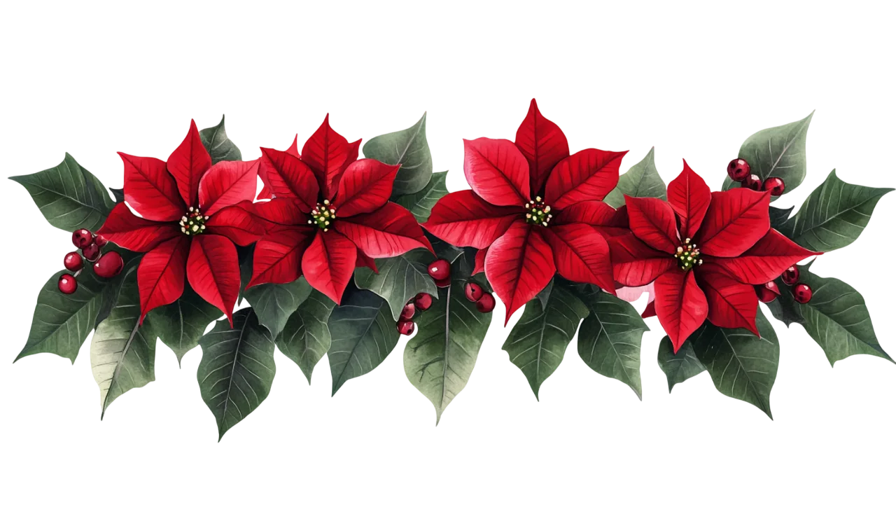 Christmas Red Poinsettia and Holly Garland Free PNG