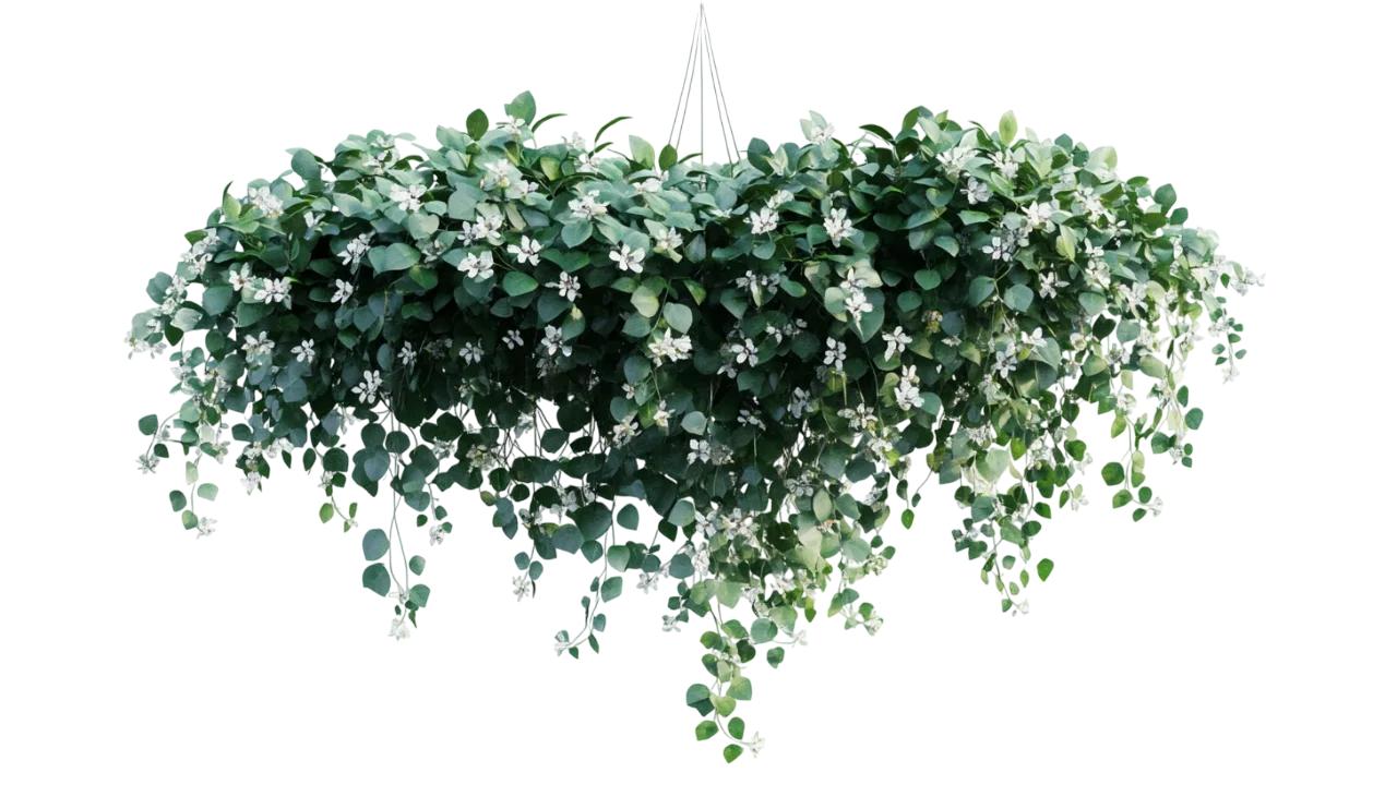 Hanging Green Eucalyptus Bush Foliage Garland Free PNG