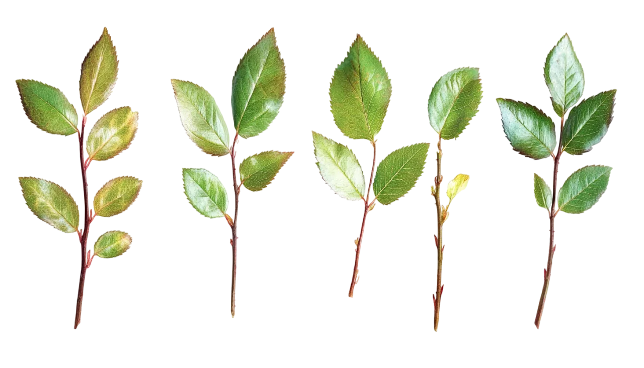 Fresh Green Plant Twigs with Leaves Cutout Free PNG
