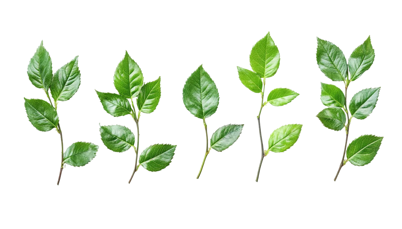 Green Plant Leaves and Foliage Twigs Set Free PNG