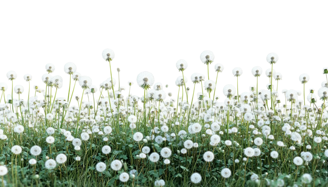 Lush Green Grass Meadow with White Field Flowers Free PNG