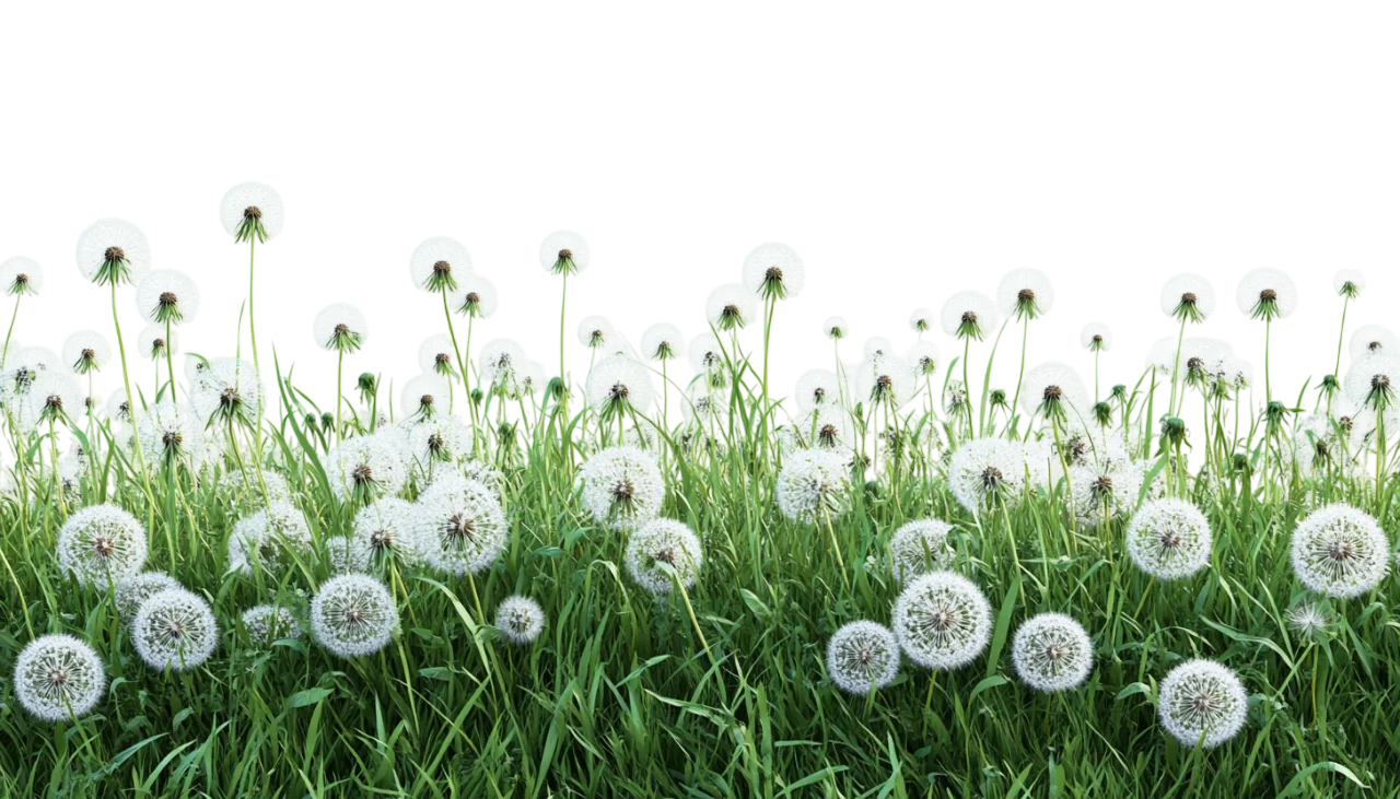 Spring Grass Border with Wild White Dandelions Free PNG