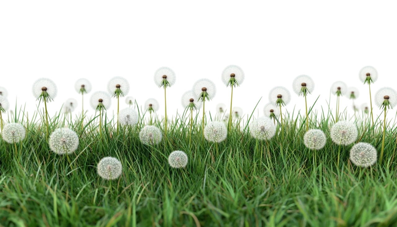 Green Grass Border with Fluffy White Dandelions Free PNG