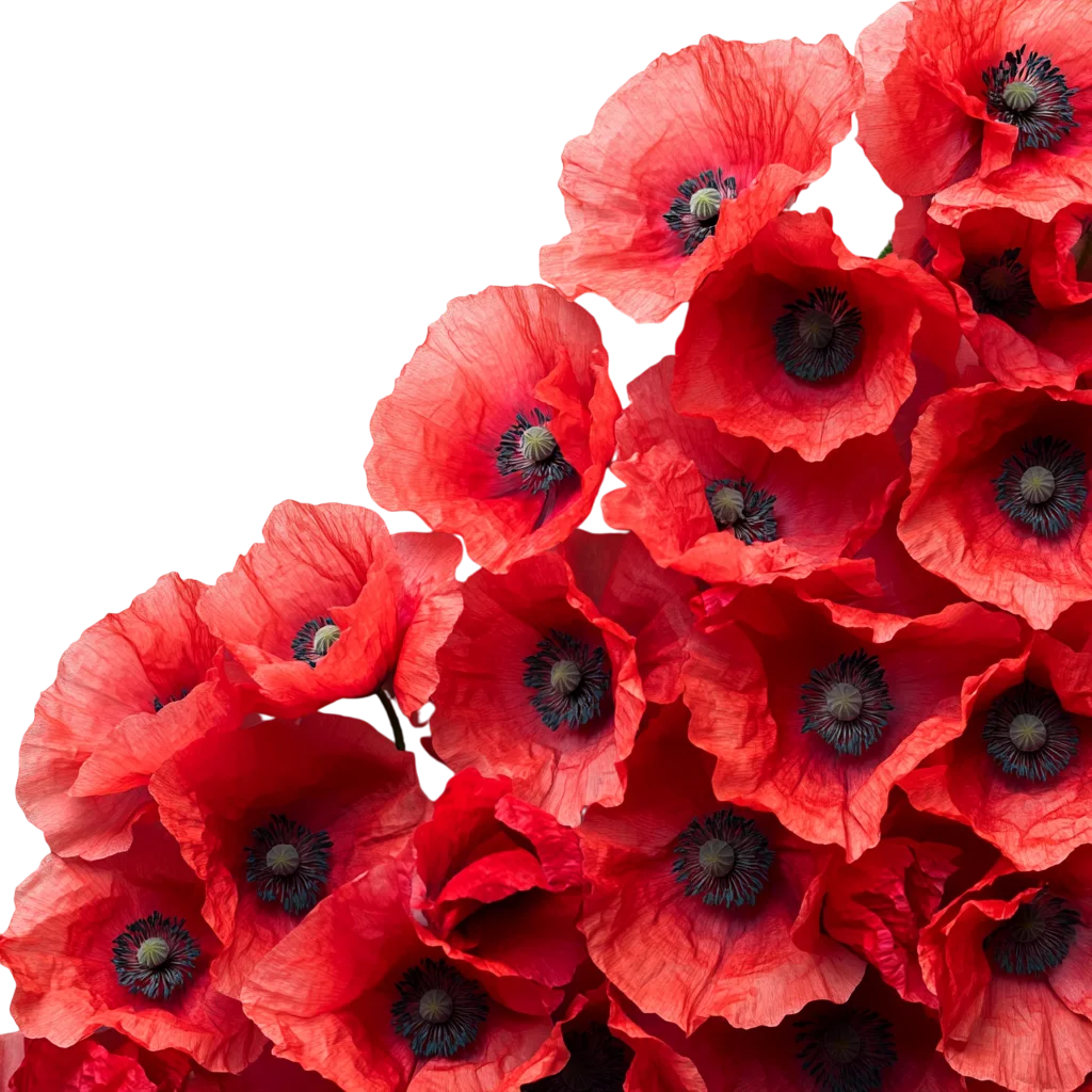 Lush Red Poppy Flower Blooms Corner Cluster Free PNG