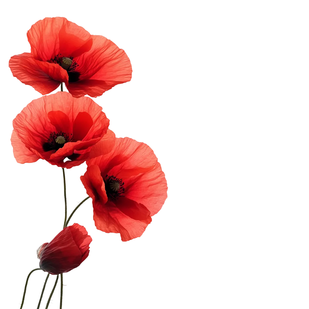 Vibrant Red Poppy Stems with Flower Buds Free PNG