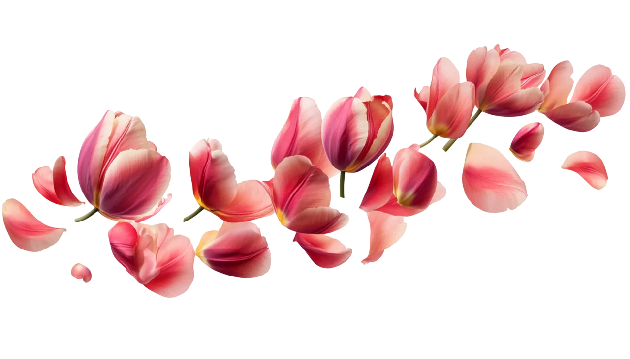 Floating Pink Tulip Blossoms Garland Border Free PNG