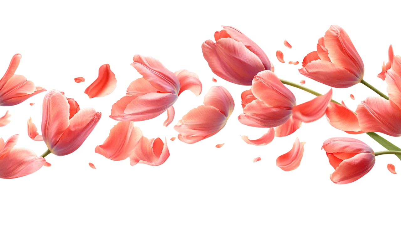Floating Pink Tulip Petals Falling Border Free PNG
