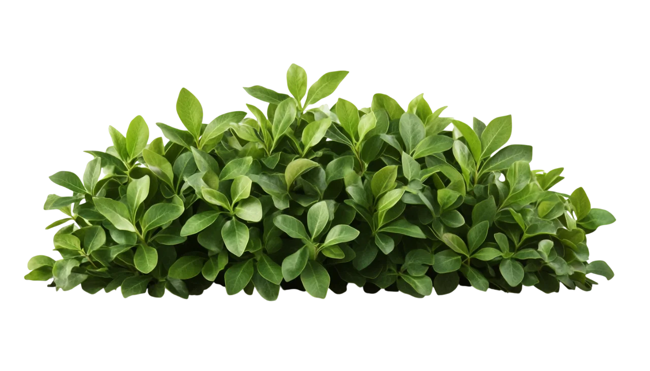 Low Trimmed Green Garden Shrub Bush Hedge Free PNG