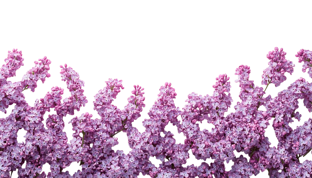 Purple Lilac Blossom Flower Hedge Bush Border Free PNG