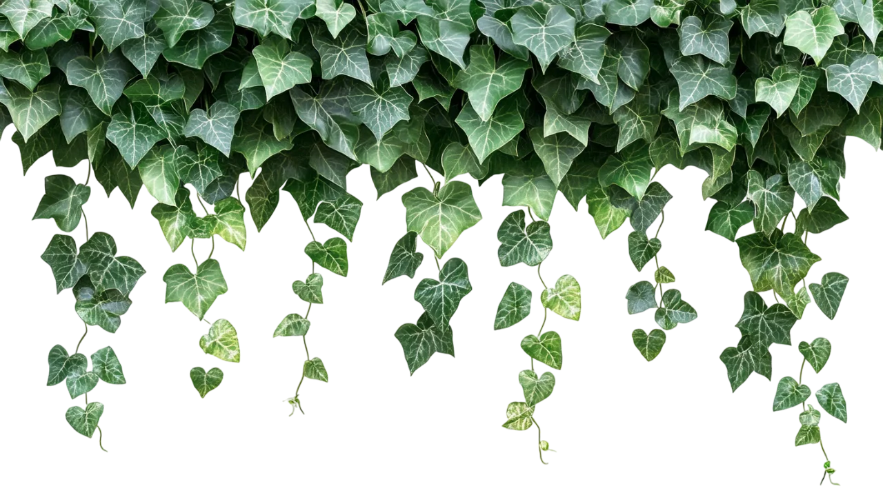 Dense Hanging Green Ivy Leaves Wall Header Border Free PNG