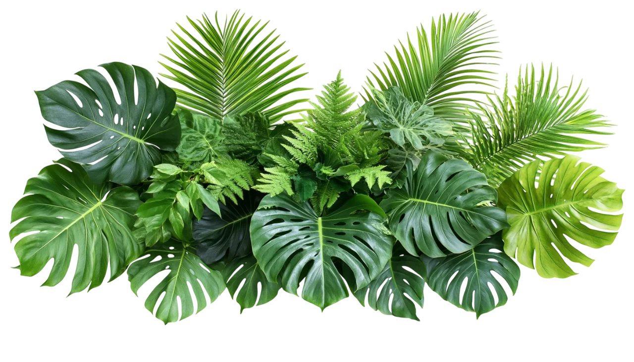 Tropical Palm Fronds and Monstera Leaves Border Free PNG