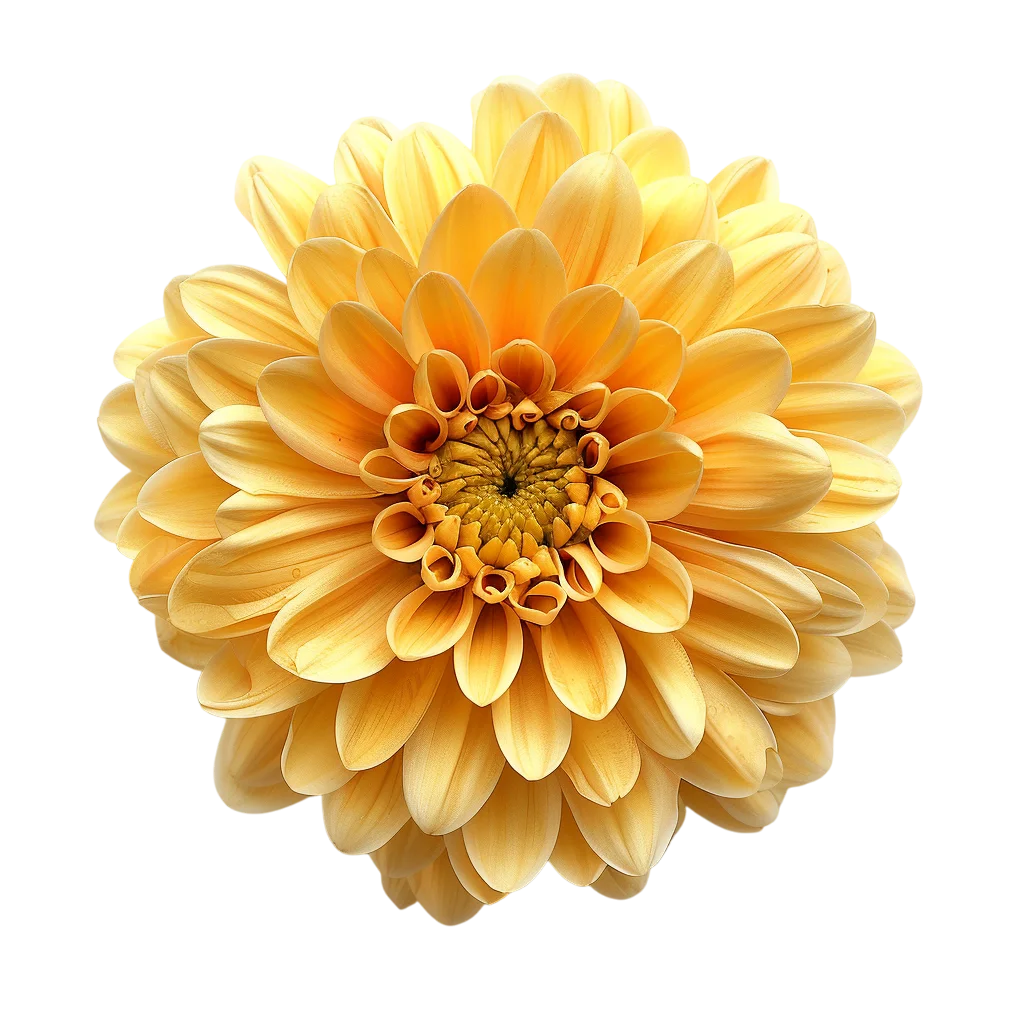 Golden Yellow Chrysanthemum Bloom Free PNG Clipart