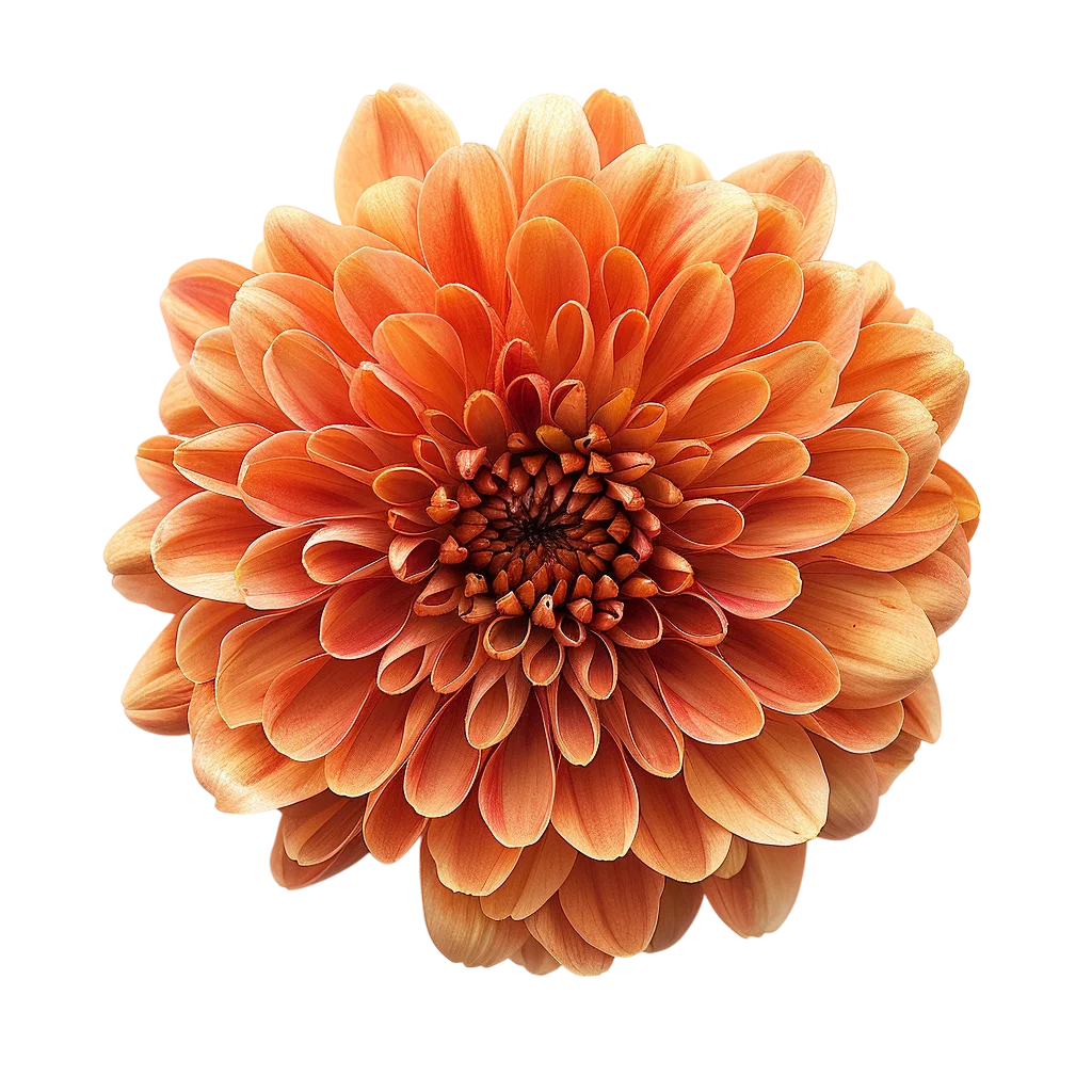 Autumn Orange Chrysanthemum Bloom Free PNG Clipart