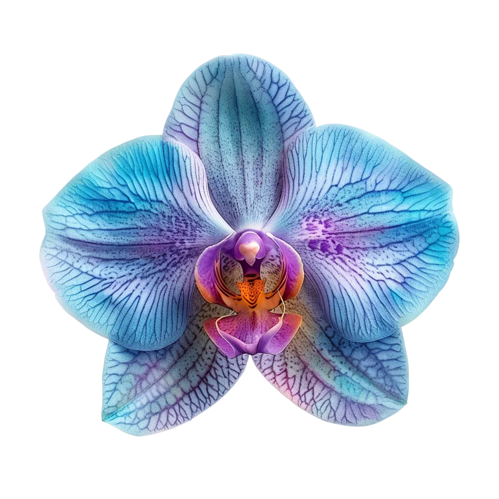 Electric Blue and Violet Orchid Flower Free PNG Cutout