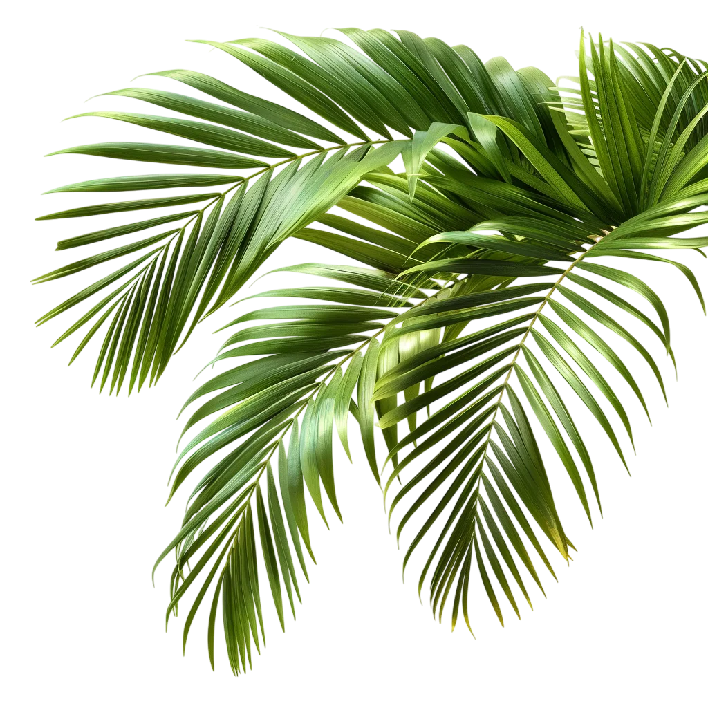 Green Tropical Palm Frond Leaves Free PNG Cutout