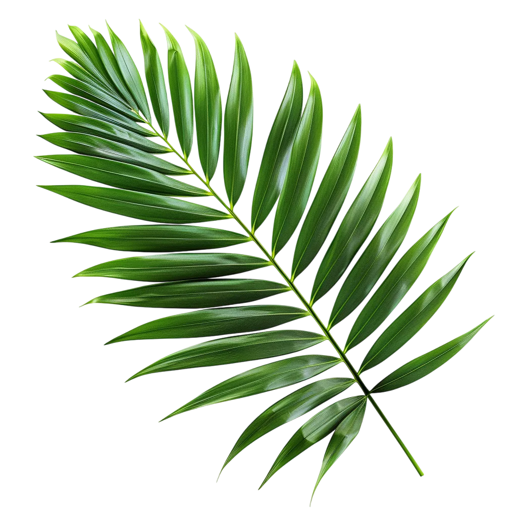 Single Green Palm Leaf Frond Free PNG Cutout