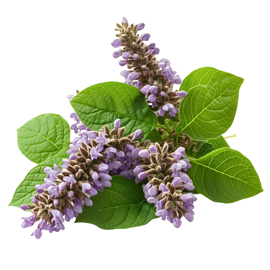 Purple Flowering Basil Herb Sprig Free PNG Cutout