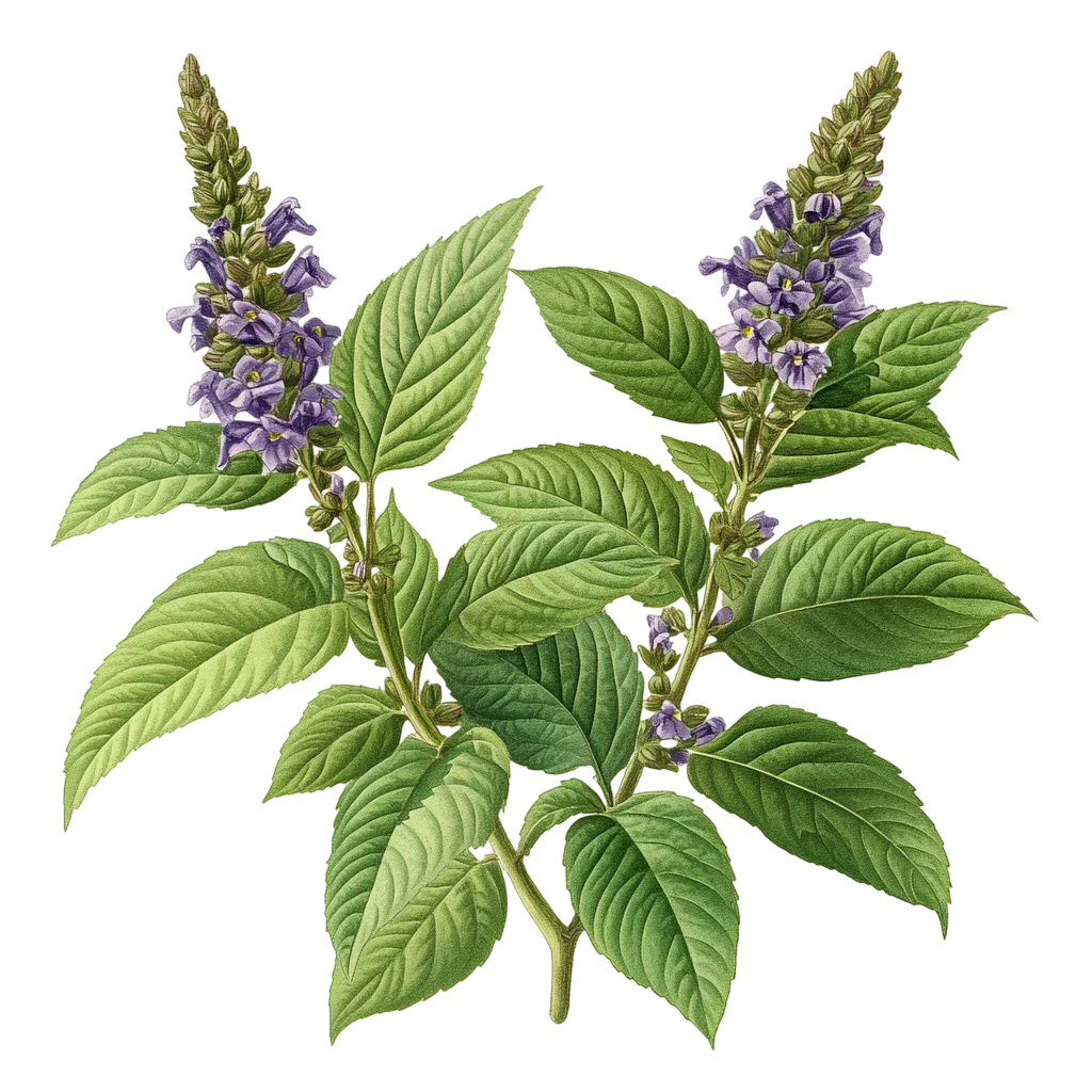 Blooming Thai Basil Herb Stem Free PNG Cutout
