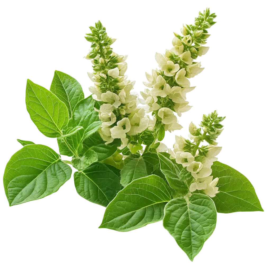 Fresh Basil Leaves with Flower Sprig Free PNG Cutout