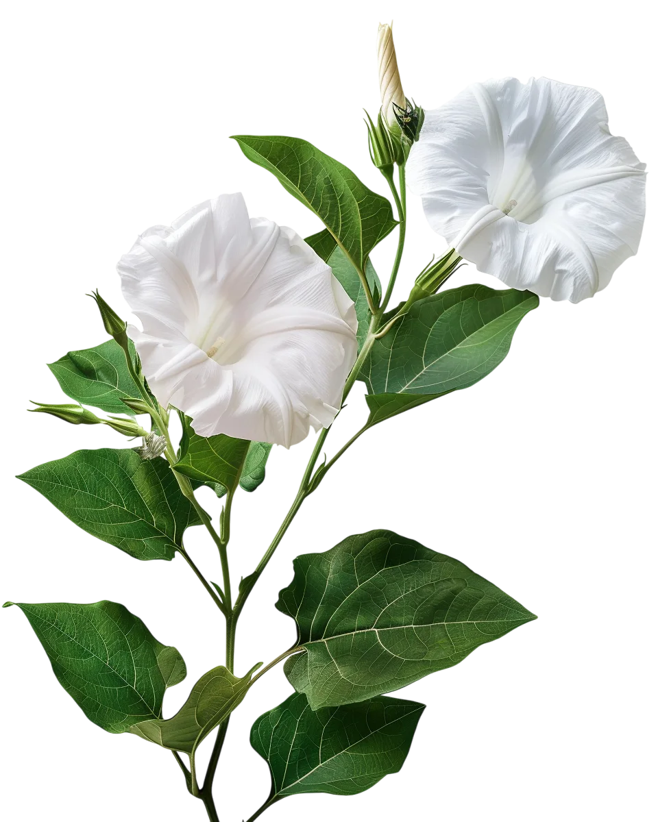 White Morning Glory Flowers on Vine Free PNG Cutout