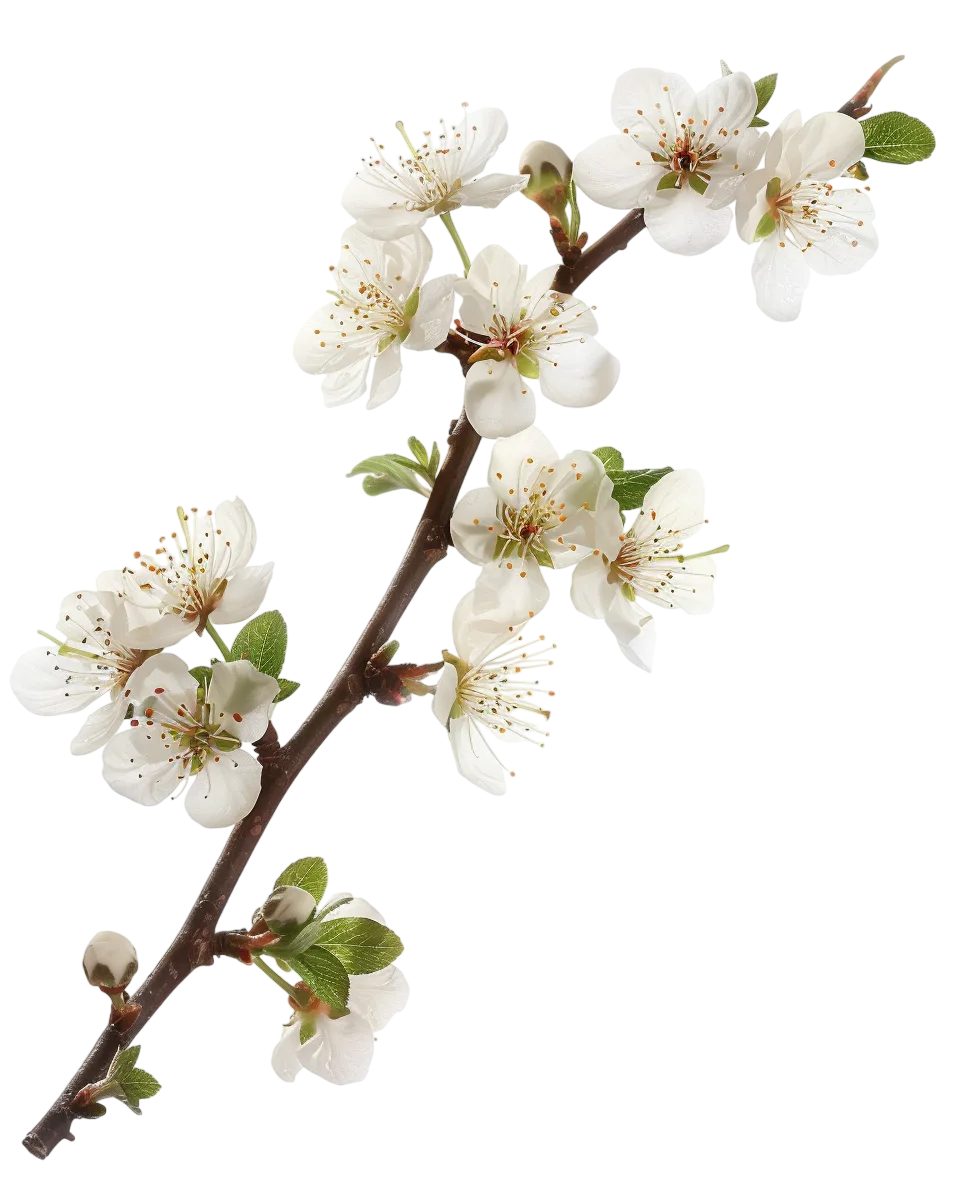 White Spring Flower Tree Twig Free PNG Cutout